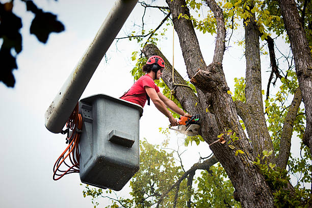  Weatherby Lake, MO Tree Service Pros